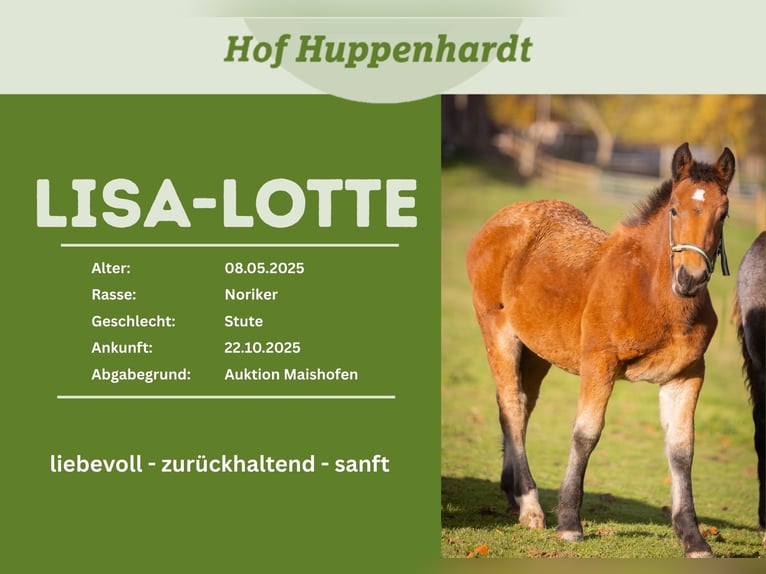 Noriker Jument 1 Année 156 cm Bai in Much