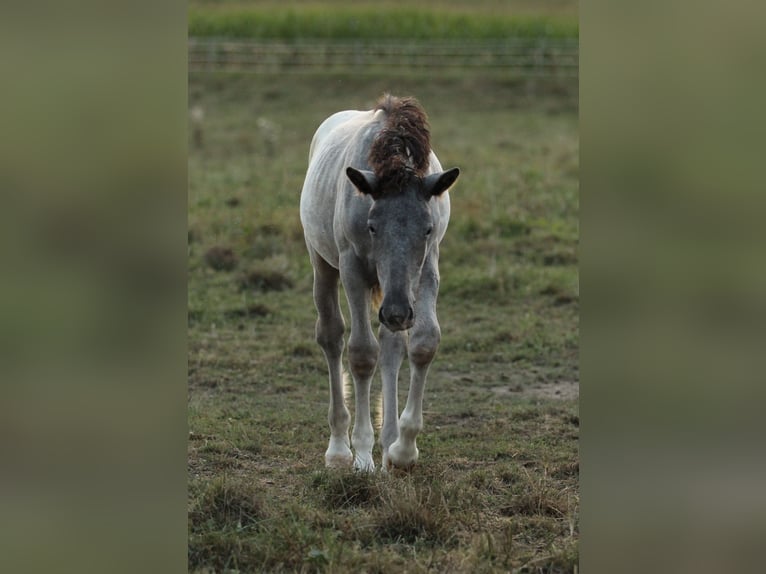 Noriker Jument 1 Année 160 cm Léopard in Waldshut-Tiengen