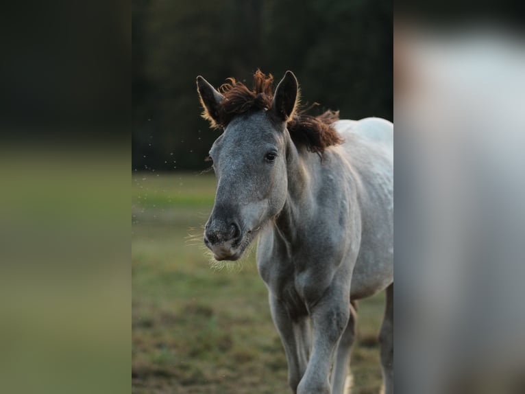 Noriker Jument 1 Année 160 cm Léopard in Waldshut-Tiengen