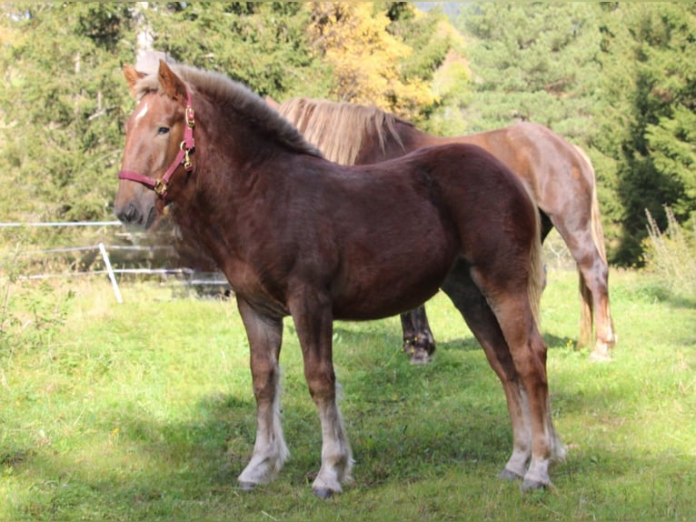 Noriker Jument 1 Année Alezan brûlé in Neumarkt in der Steiermark