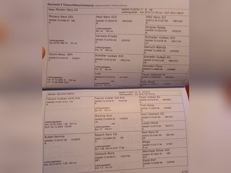 Noriker Jument 1 Année Bai in Munderfing
