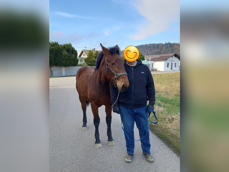 Noriker Jument 1 Année Bai in Munderfing