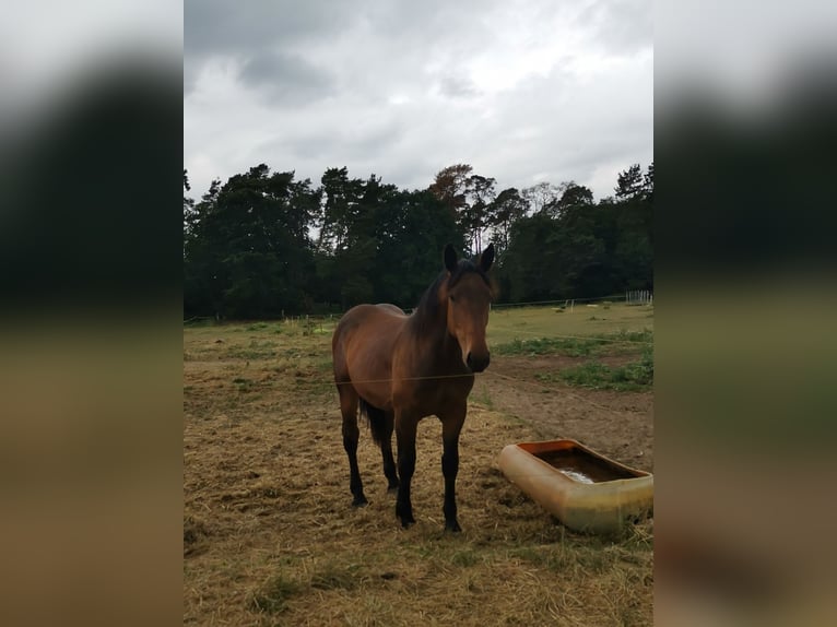 Noriker Jument 1 Année Bai in Diestelow