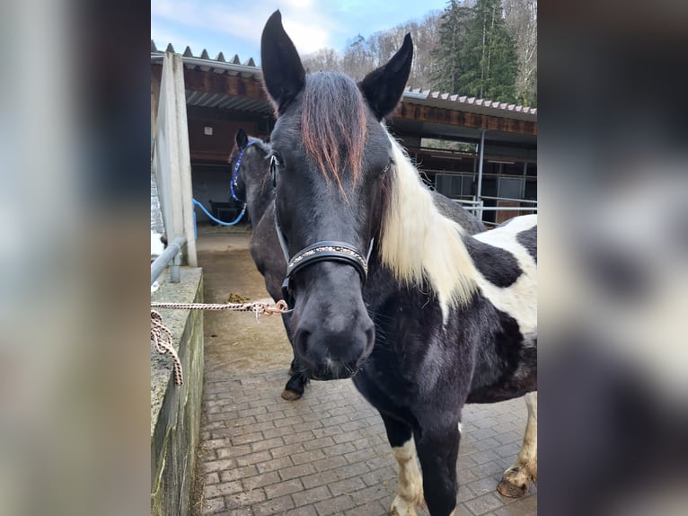 Noriker Jument 1 Année in Küssaberg