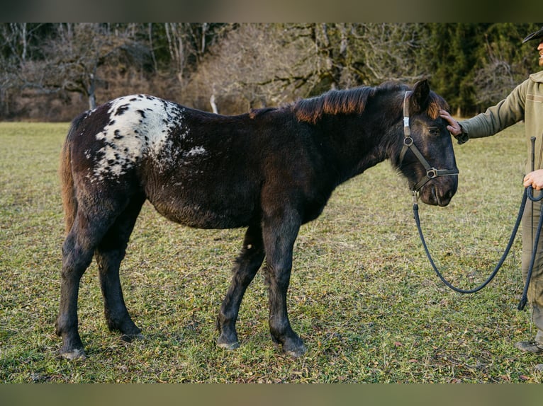 Noriker Jument 1 Année Léopard in Hermagor