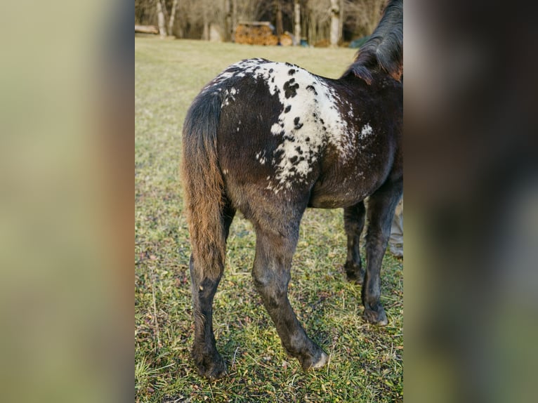 Noriker Jument 1 Année Léopard in Hermagor