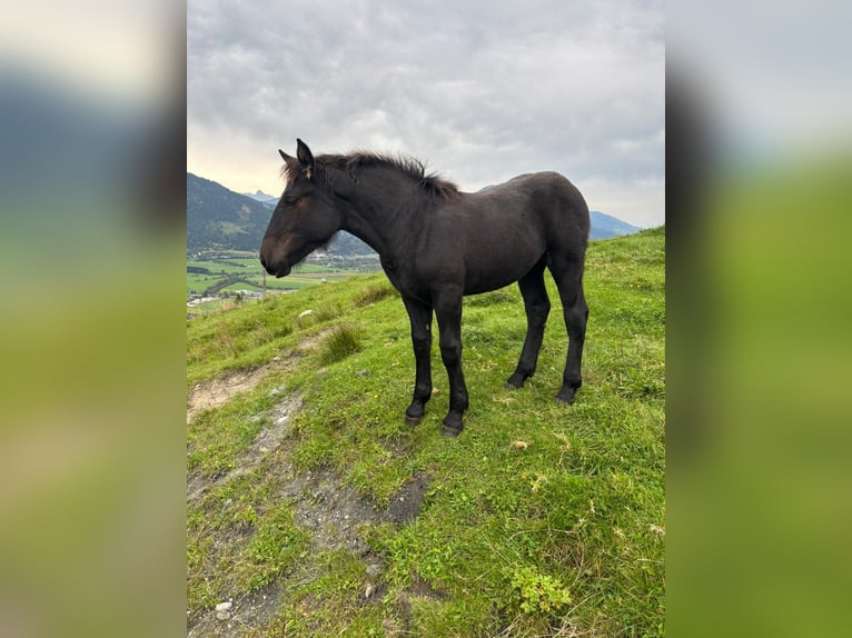 Noriker Jument 1 Année Noir in Kaprun