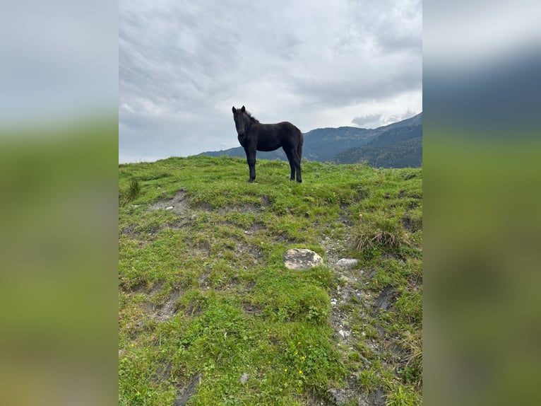 Noriker Jument 1 Année Noir in Kaprun