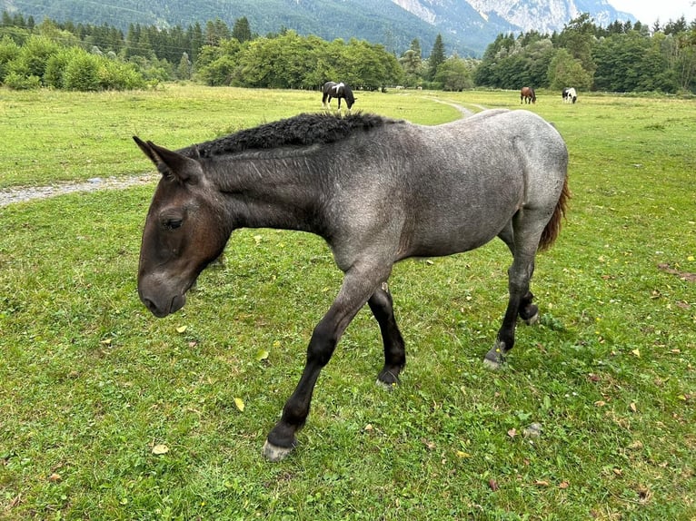 Noriker Jument 1 Année Rouan bleu in Feistritz an der Gail