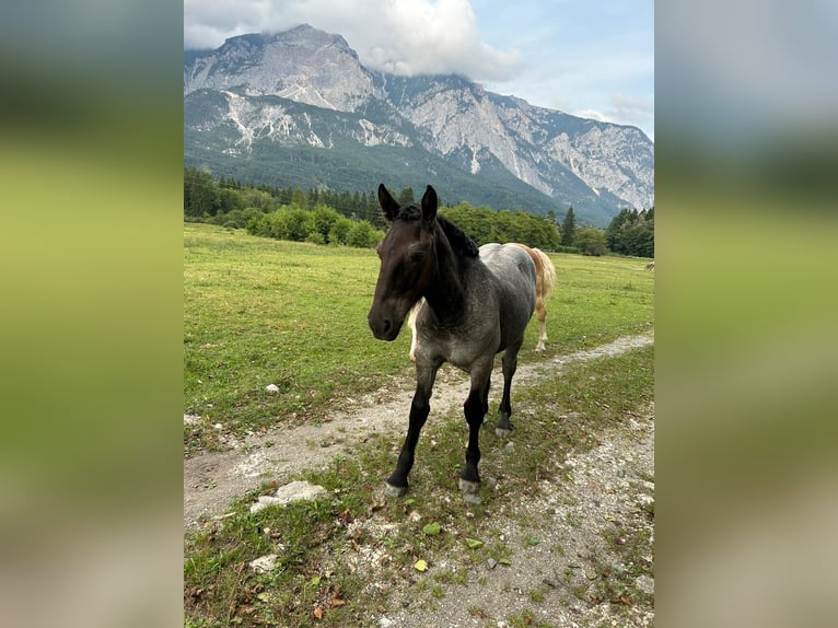 Noriker Jument 1 Année Rouan bleu in Feistritz an der Gail