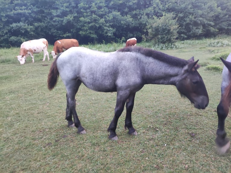 Noriker Jument 1 Année Rouan bleu in Feistritz an der Gail