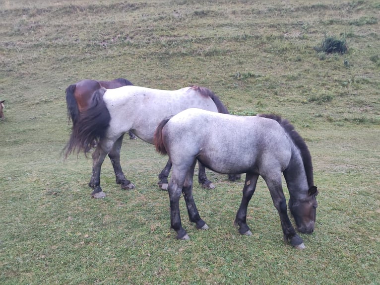 Noriker Jument 1 Année Rouan bleu in Feistritz an der Gail