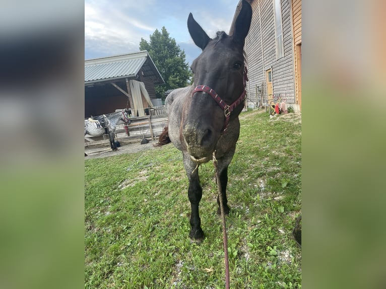 Noriker Jument 21 Ans 172 cm Gris noir in Eggersdorf