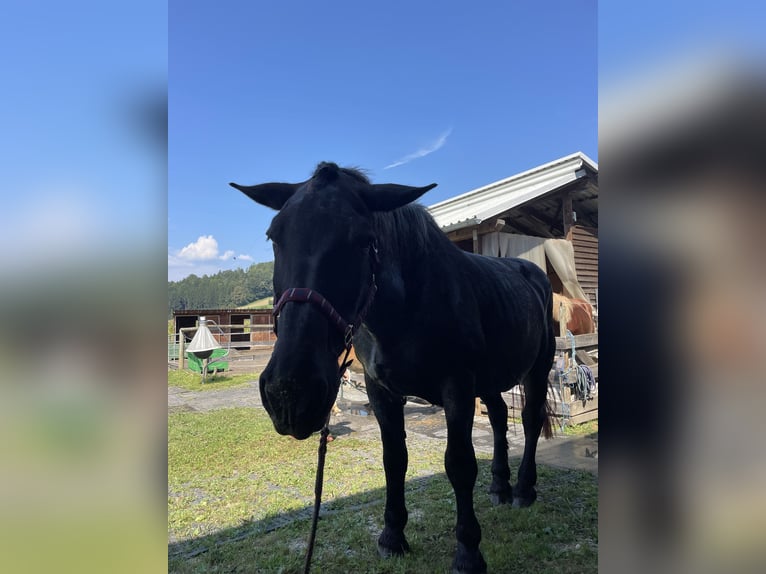 Noriker Jument 21 Ans 172 cm Gris noir in Eggersdorf