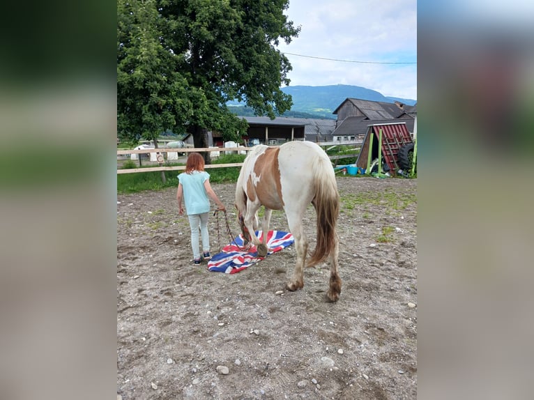 Noriker Jument 2 Ans 145 cm Pinto in Aifersdorf