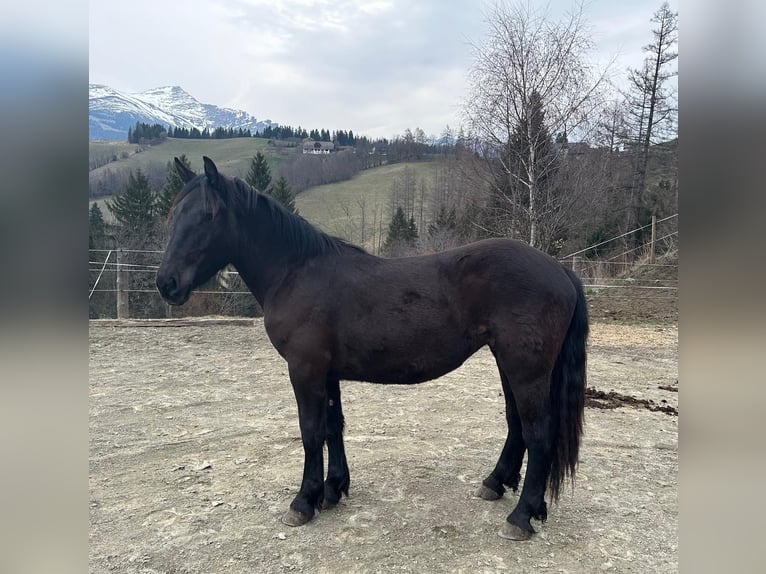 Noriker Jument 2 Ans 151 cm Noir in St. Peter