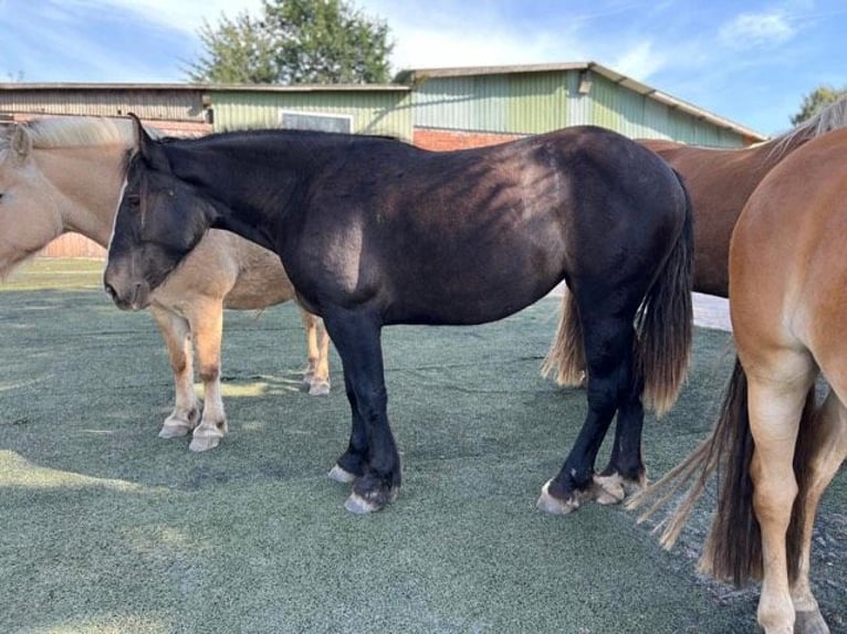 Noriker Jument 2 Ans 158 cm Bai brun foncé in Hamburg