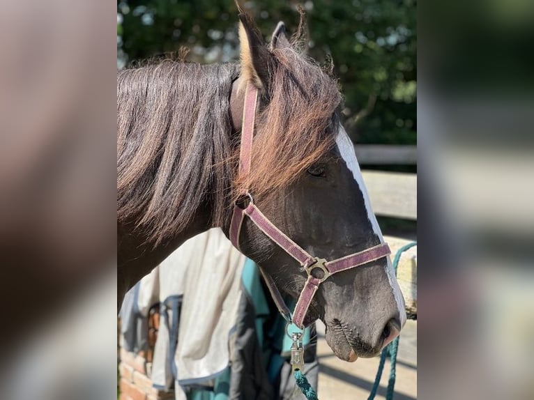 Noriker Jument 2 Ans 158 cm Bai brun foncé in Hamburg