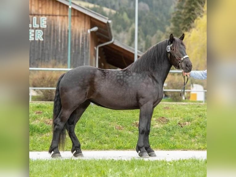 Noriker Jument 2 Ans 159 cm Léopard in Skalice