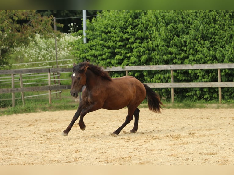 Noriker Jument 2 Ans 163 cm Noir in Waldshut-Tiengen