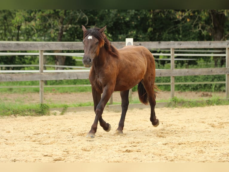 Noriker Jument 2 Ans 163 cm Noir in Waldshut-Tiengen