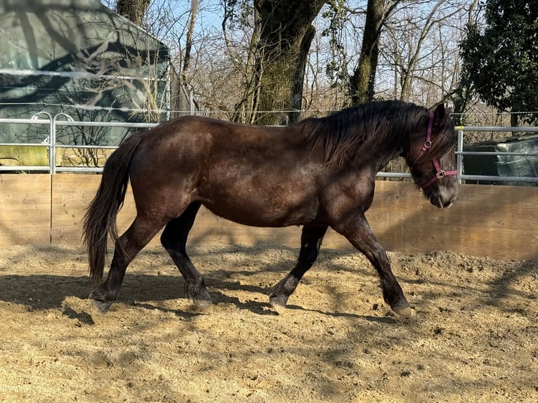 Noriker Jument 2 Ans 163 cm Noir in Waldshut-Tiengen