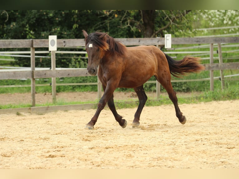 Noriker Jument 2 Ans 163 cm Noir in Waldshut-Tiengen