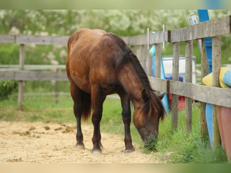 Noriker Jument 2 Ans 163 cm Noir in Waldshut-Tiengen