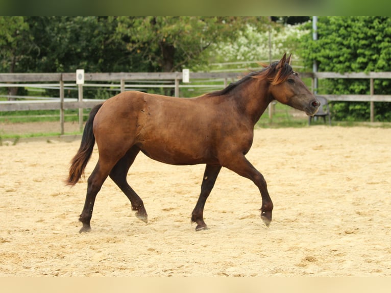 Noriker Jument 2 Ans 163 cm Noir in Waldshut-Tiengen