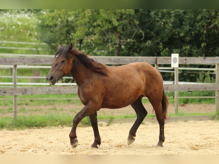 Noriker Jument 2 Ans 163 cm Noir in Waldshut-Tiengen