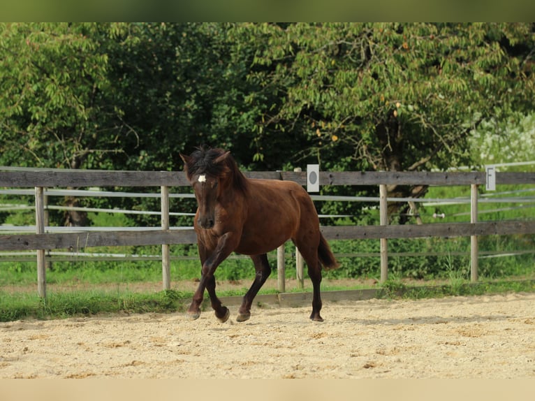 Noriker Jument 2 Ans 163 cm Noir in Waldshut-Tiengen