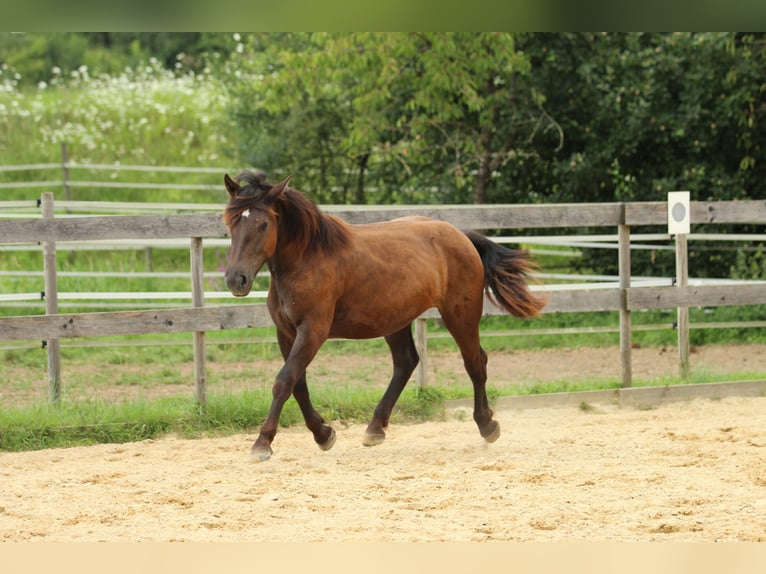 Noriker Jument 2 Ans 163 cm Noir in Waldshut-Tiengen