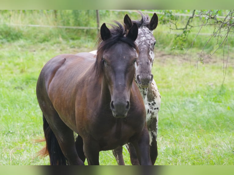 Noriker Jument 2 Ans 167 cm Noir in Küßnach