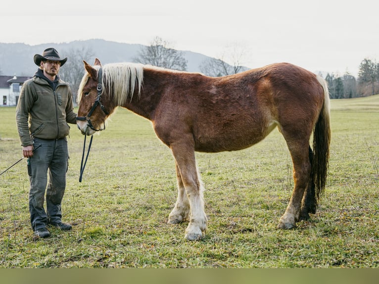 Noriker Jument 2 Ans Alezan in Hermagor