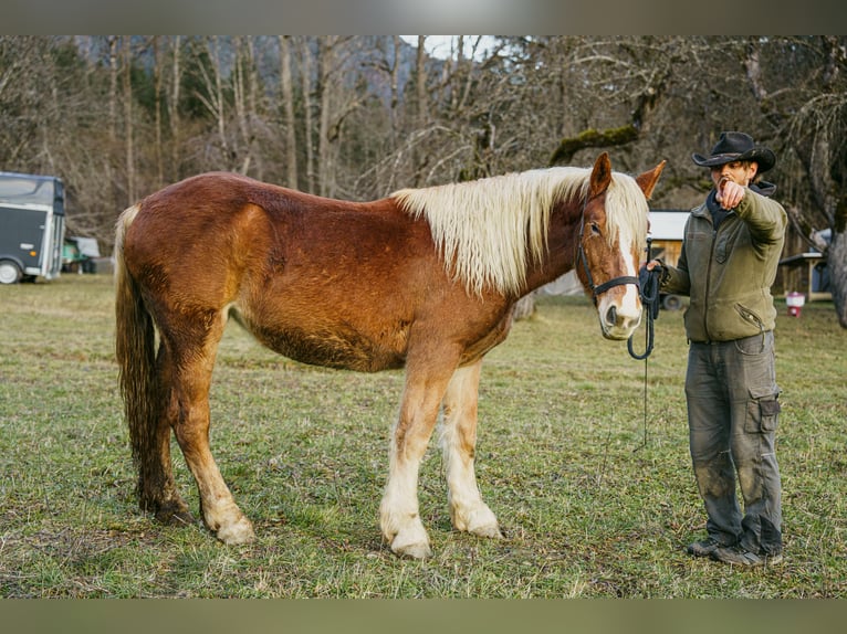 Noriker Jument 2 Ans Alezan in Hermagor