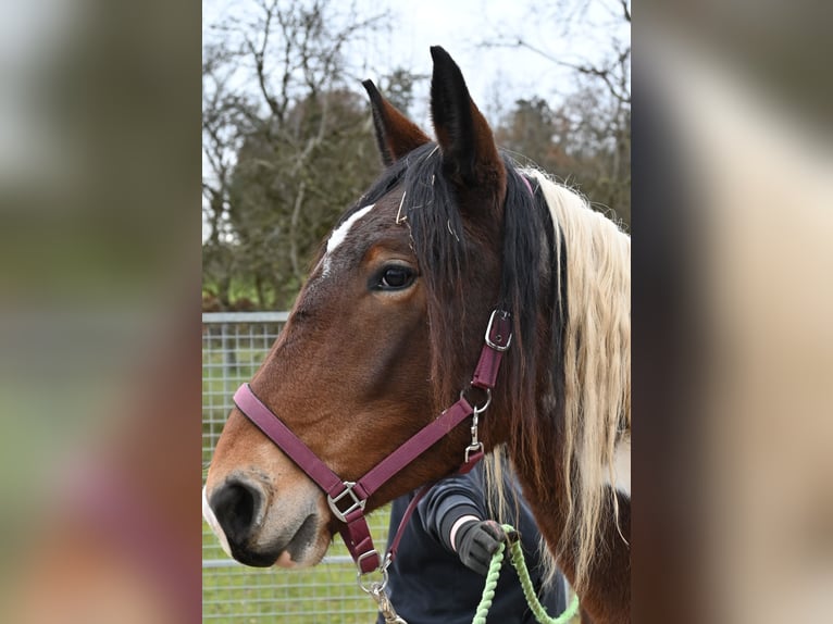 Noriker Jument 2 Ans in Klettgau