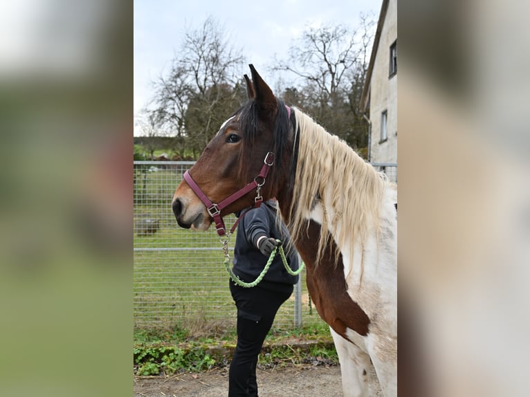 Noriker Jument 2 Ans in Klettgau