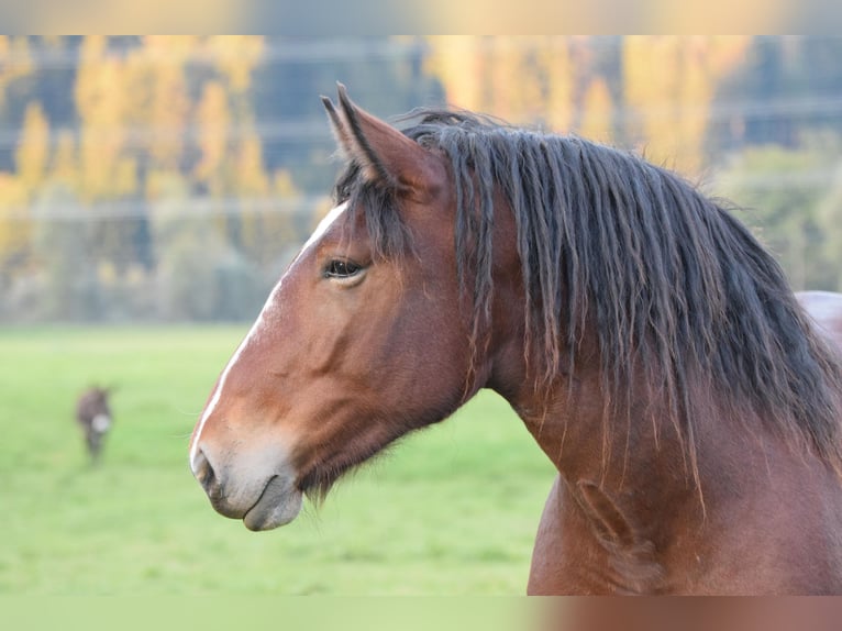 Noriker Jument 2 Ans Bai in Vorderberg
