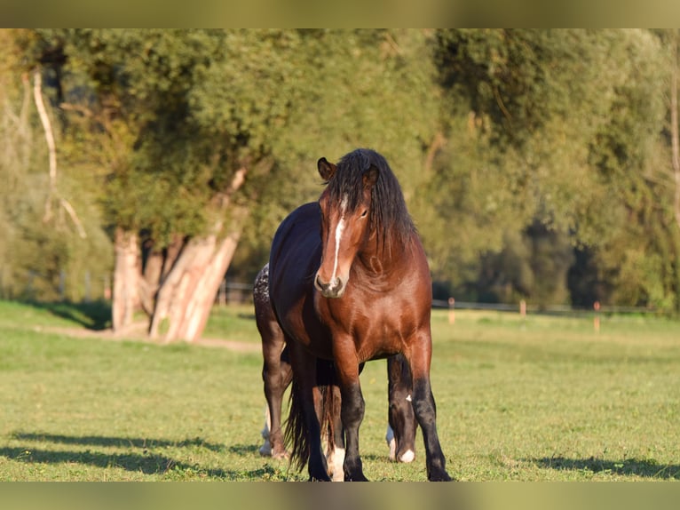 Noriker Jument 2 Ans Bai in Vorderberg