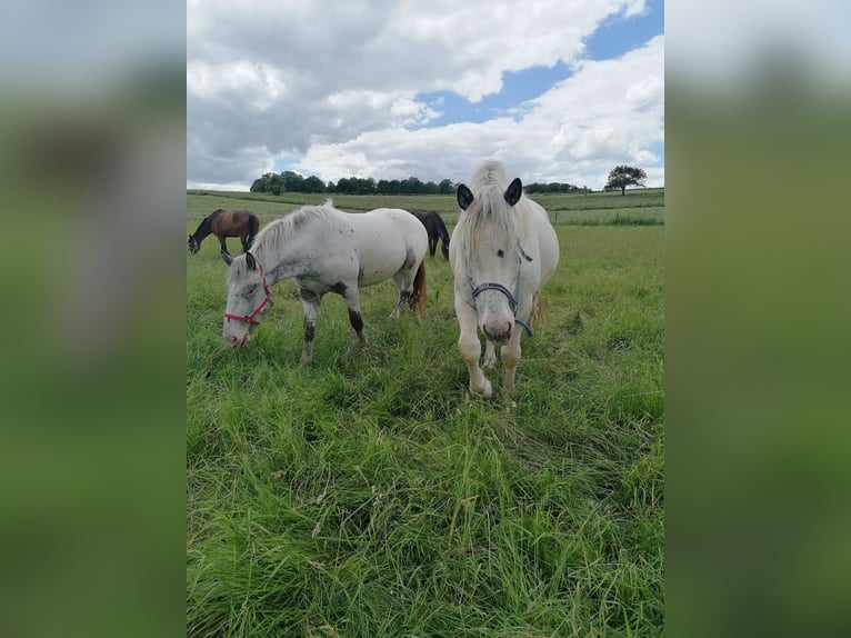 Noriker Jument 2 Ans Gris in Schrozberg