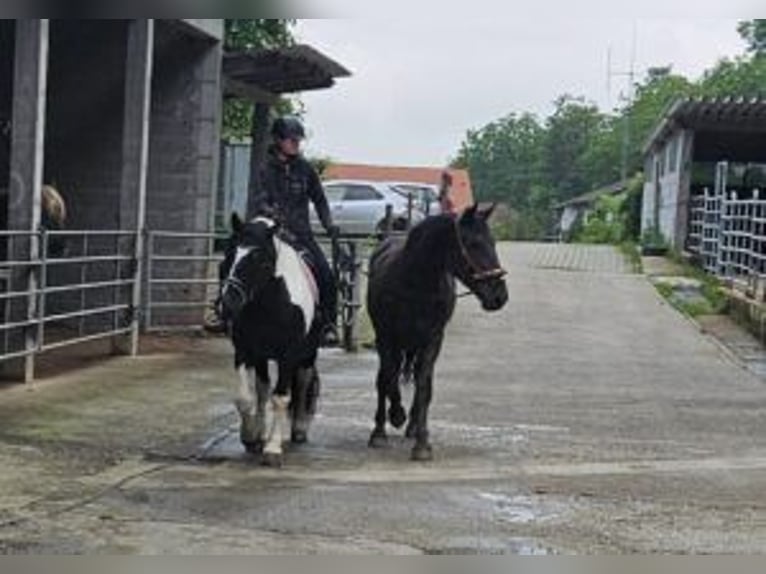 Noriker Jument 2 Ans Noir in Küßnach