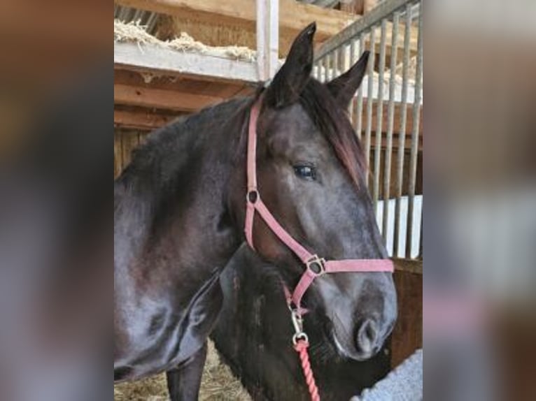 Noriker Jument 2 Ans Noir in Küßnach