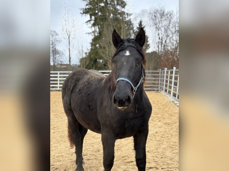 Noriker Jument 2 Ans Noir in Stiefenhofen