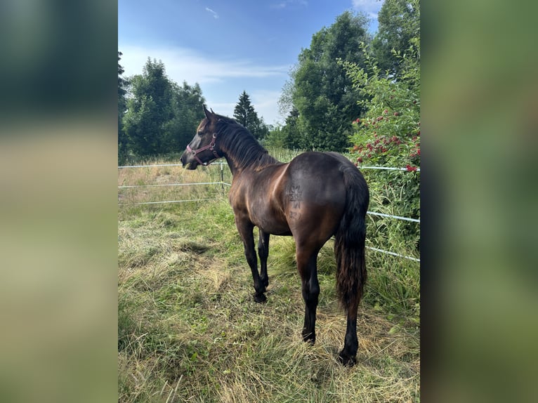 Noriker Jument 2 Ans Noir in Stiefenhofen