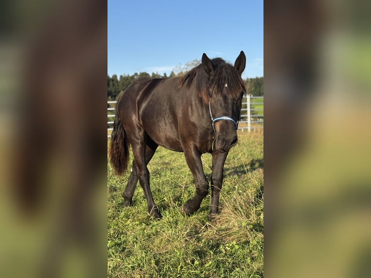 Noriker Jument 2 Ans Noir in Stiefenhofen