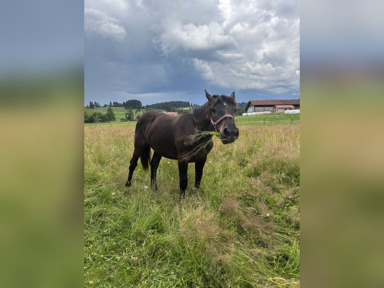 Noriker Jument 2 Ans Noir in Stiefenhofen