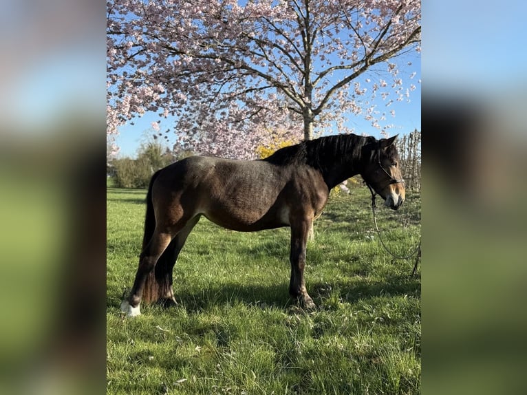 Noriker Jument 3 Ans 147 cm Bai in Achstetten