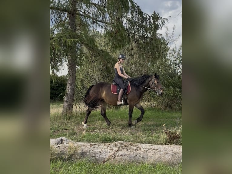 Noriker Jument 3 Ans 150 cm Bai in Achstetten
