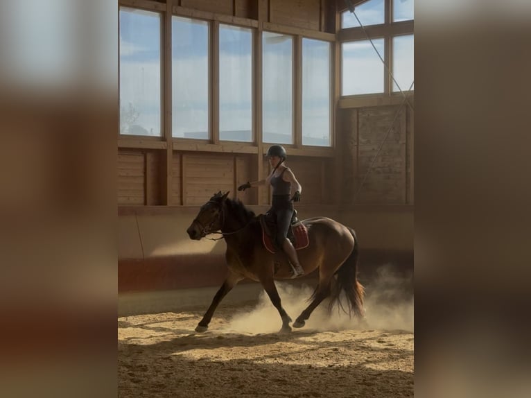 Noriker Jument 3 Ans 150 cm Bai in Achstetten