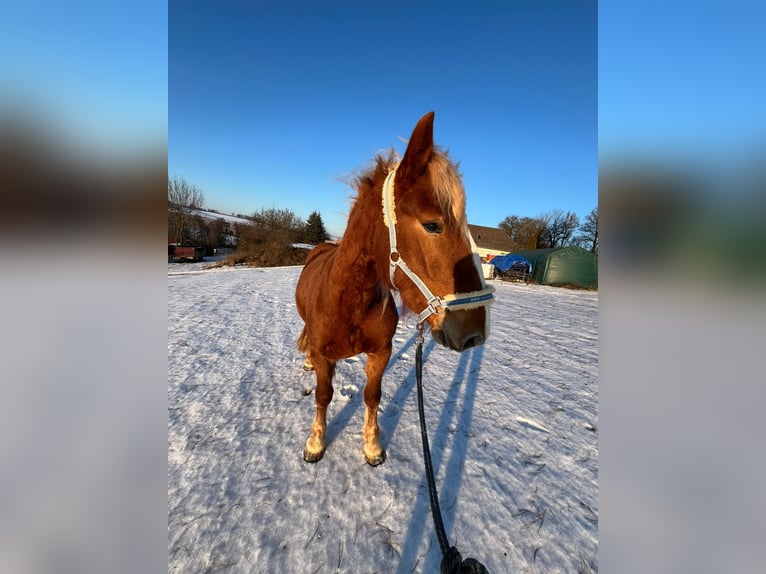 Noriker Jument 3 Ans 153 cm Alezan in Allhaming